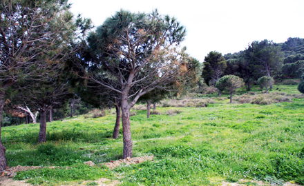 Colera